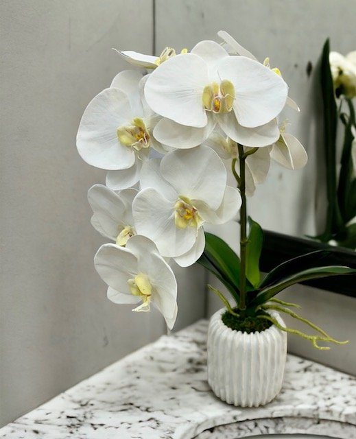 Single Orchid in White Haven Vase