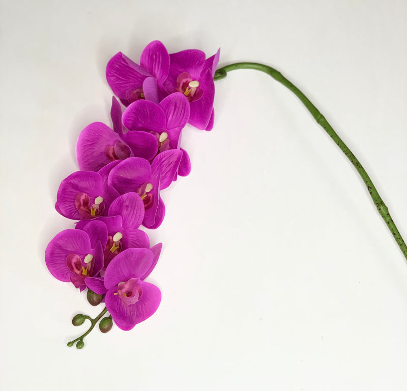 Fuchsia Orchid Stem