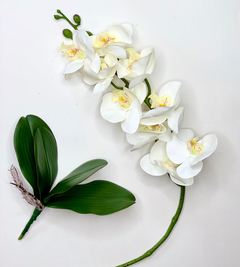 White Orchid Stem with Orchid Leaves